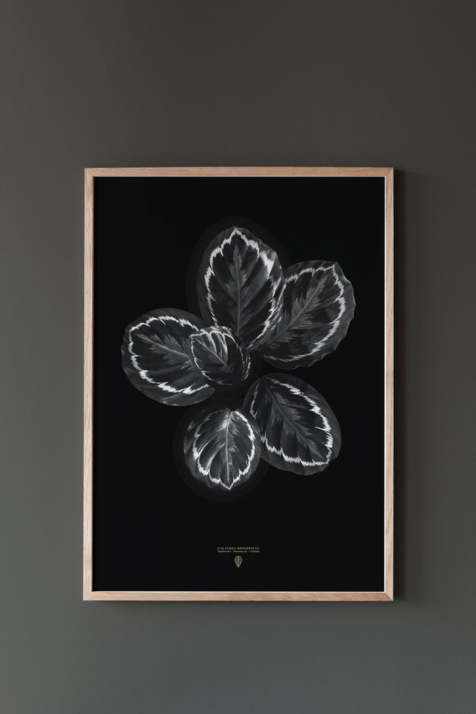 Calathea Roseopicta