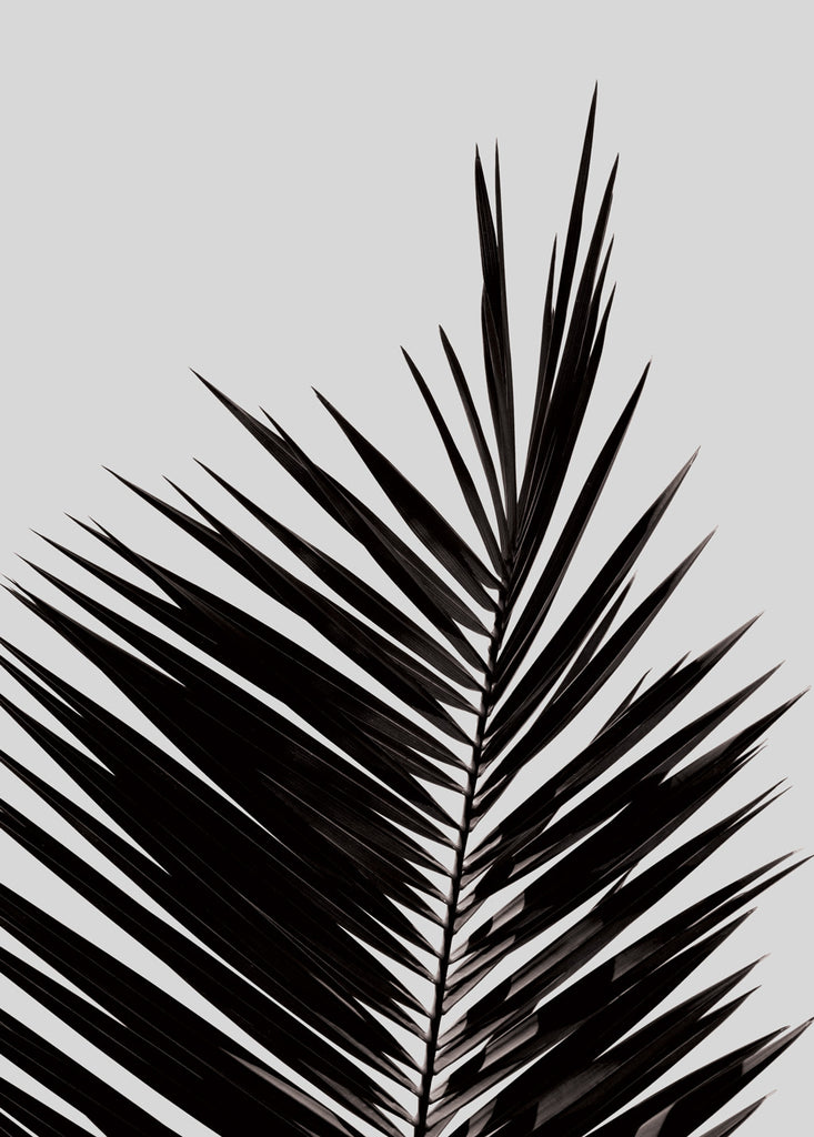 Palm Leaf poster - cocolapine